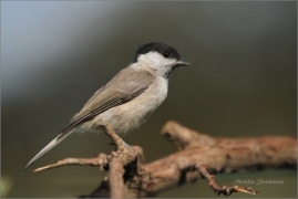 <p>SÝKORA LUŽNÍ (Parus montanus) --- /Willow tit - Weidenmeiase/</p>